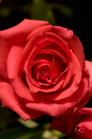 Uma rosa para todas as Rosas do jardim de Maria, a Rosa das Rosas. Em latim: Rosa Rosis horti Mariae, Rosa rosarum.
